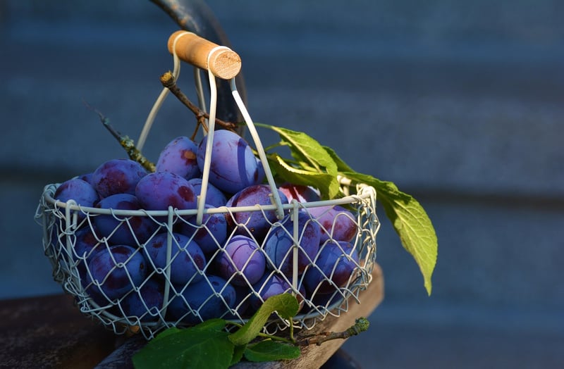 Hanging Basket Planters