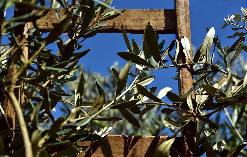 Ladder Plant Stand