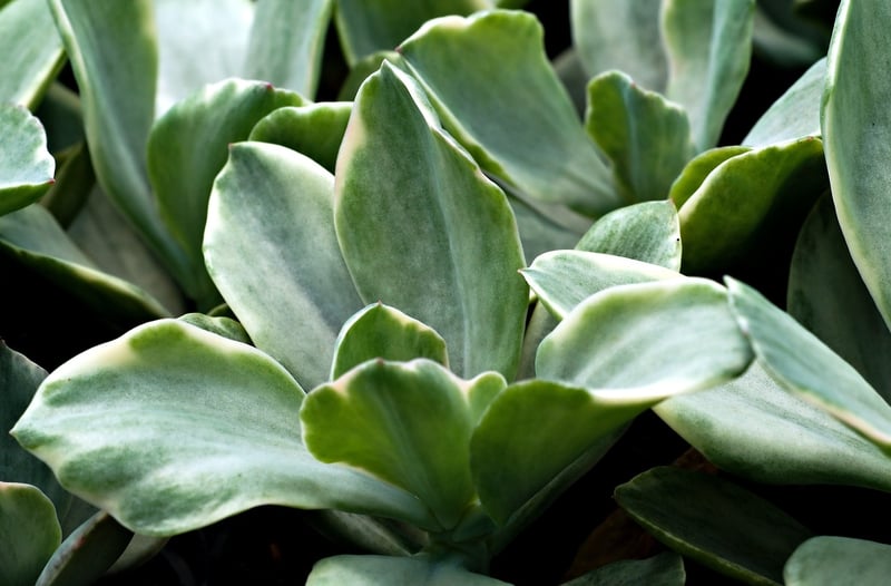 Teacup Succulent Garden